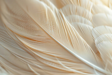 Close-up of delicate cream feathers