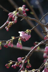 日本の桜、ソメイヨシノ開花のはじまり