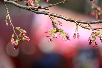 日本の桜、ソメイヨシノ開花のはじまり