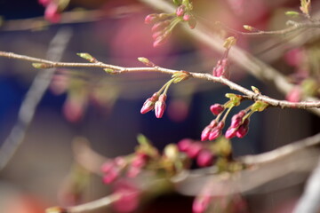 日本の桜、ソメイヨシノ開花のはじまり