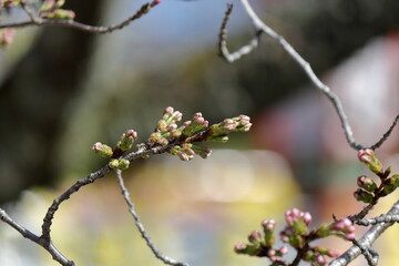 日本の桜、ソメイヨシノ開花のはじまり