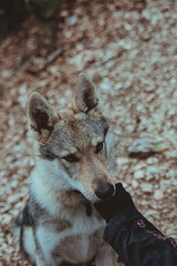 Obraz premium Czechoslovakian wolf dog receives cuddles from his owner along a snowy mountain path during winter