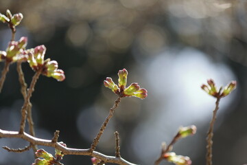 日本の桜、ソメイヨシノ開花のはじまり