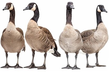 Canada Goose Quartet A Detailed Collection Isolated on White