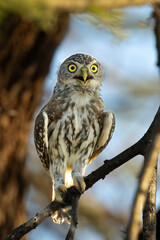 Pearl-spotted Owlet (Witkoluil) (Glaucidium perlatum) at Pafuri in the Kruger National Park near Crook’s Corner, Limpopo, South Africa