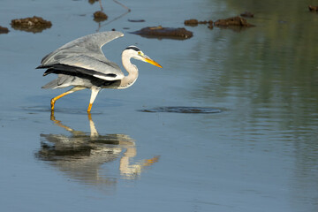 Grey Heron (Bloureier) (Ardea cinerea) fishing near the Levubu river in the Pafuri region of the in Kruger National Park, Limpopo, South Africa