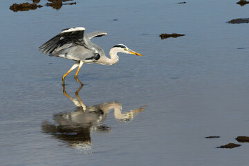 Grey Heron (Bloureier) (Ardea cinerea) fishing near the Levubu river in the Pafuri region of the in Kruger National Park, Limpopo, South Africa