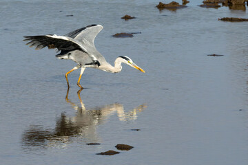 Grey Heron (Bloureier) (Ardea cinerea) fishing near the Levubu river in the Pafuri region of the in Kruger National Park, Limpopo, South Africa