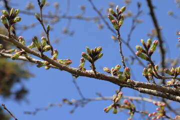 都心散策　桜追い