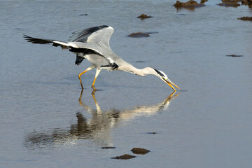 Grey Heron (Bloureier) (Ardea cinerea) fishing near the Levubu river in the Pafuri region of the in...