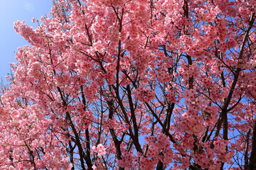 都心散策　桜追い