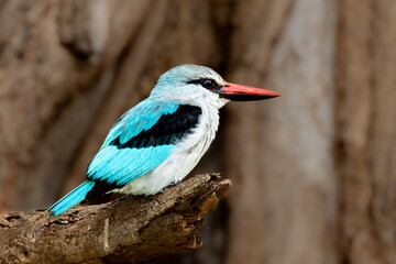 Woodland kingfisher (Bosveldvisvanger) (Halcyon senegalensis) near the Levubu River in Kruger National Park at Crook’s Corner, Pafuri, Limpopo, South Africa - obrazy, fototapety, plakaty