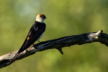 A Greater Striped Swallow (Grootstreepswael) (Cecropis cucullata) seen in Nylsvley Nature Reserve, Limpopo, South Africa