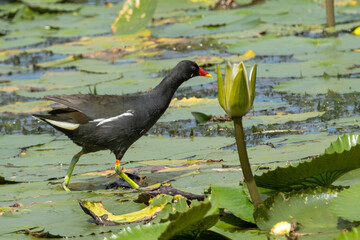 Common Moorhen (Grootwaterhoender) (Gallinula chloropus) seen in Nylsvley Nature Reserve, Limpopo, South Africa