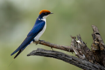 Wire-tailed Swallow (Draadstertswael) (Hirundo smithii) at the Levubu River bridge near Pafuri Camp in Kruger National Park, Limpopo, South Africa