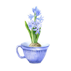 Watercolor porcelain cup with hyacinth flowers. Hand drawn illustration. Painted elements isolated  background. Painting floral theme. Wide lavender cup. For print decoration, greeting cards