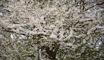 the beautiful white flowers of the tree in spring