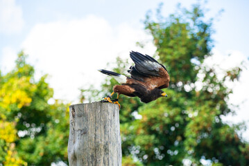 Buzzard taking off during a raptor show in a zoo.