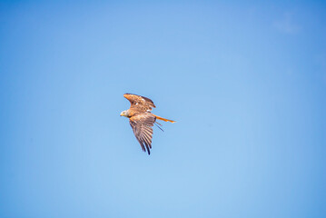 Buzzard in midflight under blue sky. Bird of prey in flight. Raptor flying under blue sky.