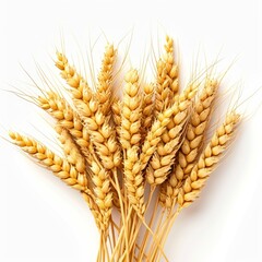 Horizontal wheat ears isolated on a white background with clipping path. Full Depth of field. Generative AI 