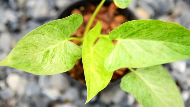 Closeup to homalomena cream frost in pot  