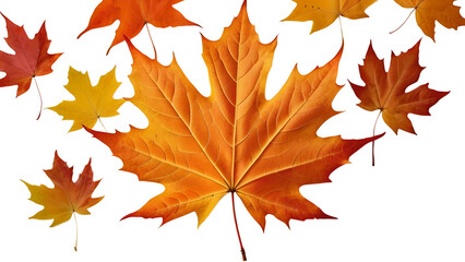 autumn maple leaf isolated on transparent background.