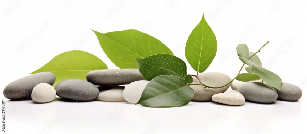 Sticker A still life photography of a pile of rocks and green leaves, showcasing the beauty of natural materials. The combination of terrestrial plants and rocks creates a serene and artistic composition