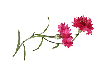 Red knapweed flowers in a floral arrangement isolated on white or transparent background