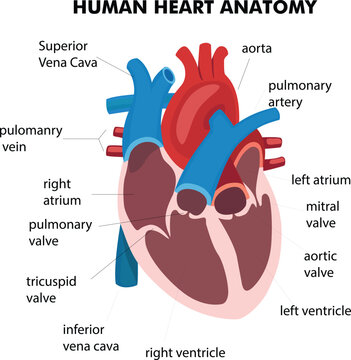 Human Heart Anatomy Illustration Download