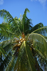 coconut palm tree on blue sky