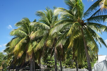 coconut palm trees