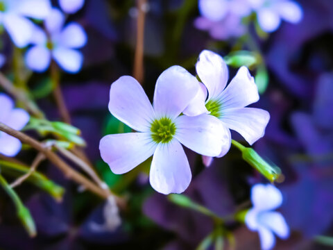 Close-up photo of flowers, blooming flower background picture, flower in the garden.