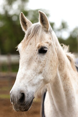 Close-up of a white horse on a farm