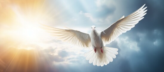 A Charadriiformes bird, the white dove, gracefully soars through the sky with its wings spread, displaying the beauty of wildlife and the science of aerodynamics - obrazy, fototapety, plakaty