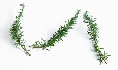 Three branches of rosemary on a white background. Copy space. Salvia rosmarinus