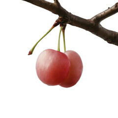 Wenchuan Cherry Hanging On The Branch, la drome, big cherry, silver berry