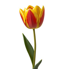 Tulip flower PNG image on a transparent background, Tulip image isolated on transparent png background