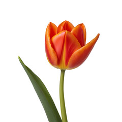 Naklejka premium Tulip flower PNG image on a transparent background, Tulip image isolated on transparent png background