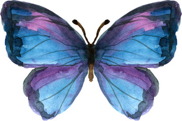 Watercolor colorful butterfly, isolated butterfly on transparent background, png. Butterfly spring, summer illustration