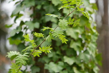 green leaves on a branch