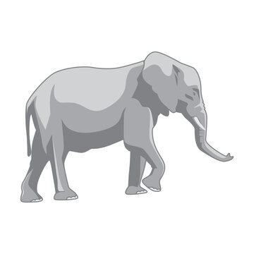 vector flat illustration of elephant animal