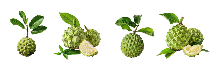 Set of a Annona is in the on a transparent background - obrazy, fototapety, plakaty