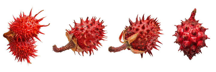 Set of a Annatto is in the on a transparent background - obrazy, fototapety, plakaty