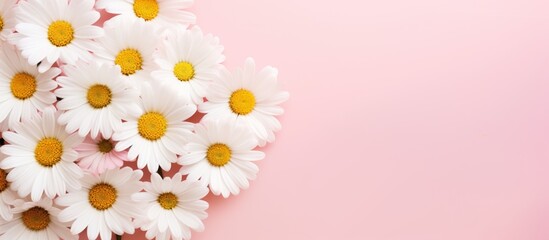 A beautiful arrangement of white daisies with yellow centers on a pink background. These flowers...