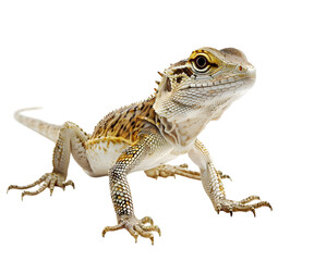 A lizard isolated on white transparent background, PNG File. Perfect for clipart