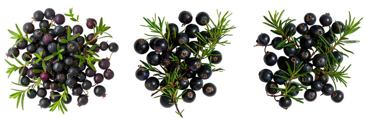 Set of A bunch Blackcurrant in the on a transparent background