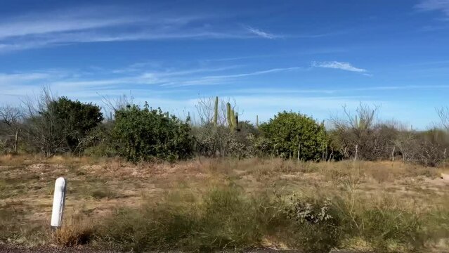 Driving plate side view of desert with cactus and plant scrub in Baja California Sur, Mexico from moving car