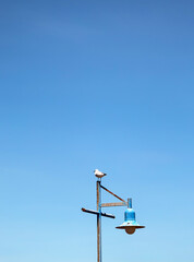 Fototapeta na wymiar Hartlauba gull, Chroicocephalus hartlaubii. Seagull standing on a lamppost against the background of blue sky. South Africa marine, copy space