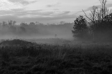 Fototapeta premium mist over the field