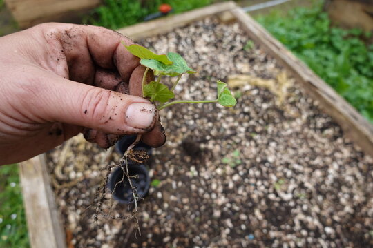 man picks young nasturtium plant for transplanting in vegetable garden